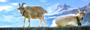 Scopri di più sull'articolo Scutum: il colostro di capra è importante!