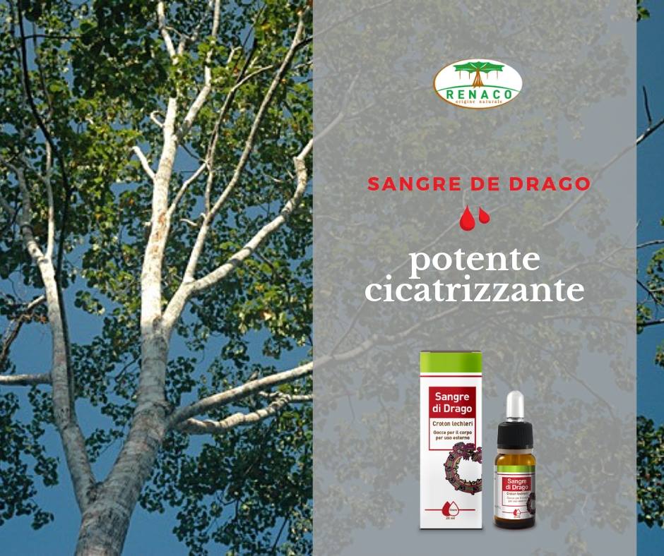 Sangre de drago: potente cicatrizzante