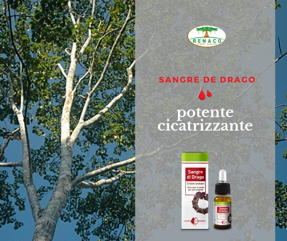 Sangre de drago: potente cicatrizzante