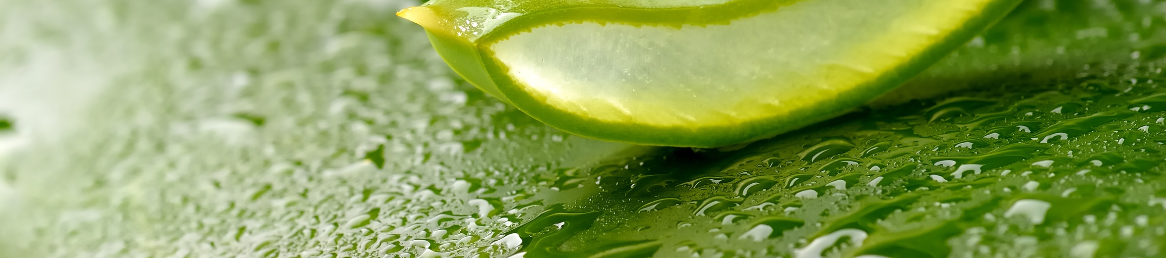 Scopri di più sull'articolo 10 Ottimi Motivi per bere Ogni Giorno Aloe Vera