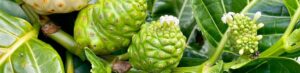 Scopri di più sull'articolo NONI (morinda citrifolia): il benessere che arriva da lontano