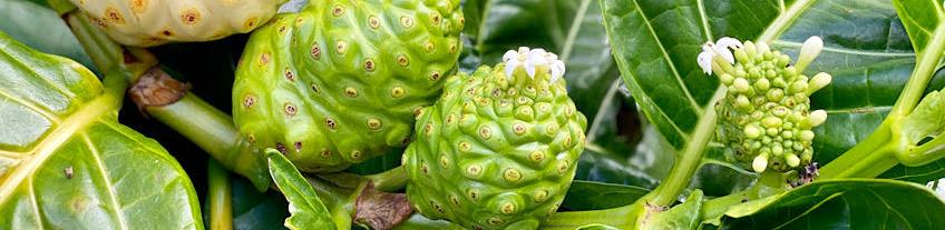 Al momento stai visualizzando NONI (morinda citrifolia): il benessere che arriva da lontano