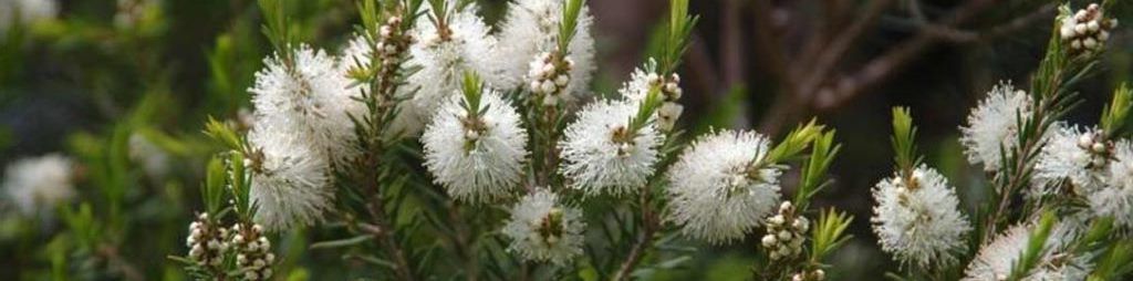 Al momento stai visualizzando Lo straordinario TEA TREE OIL