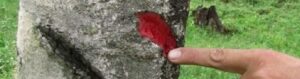 Scopri di più sull'articolo Sangre de drago: cicatrizzante e utile nelle patologie gastrointestinali